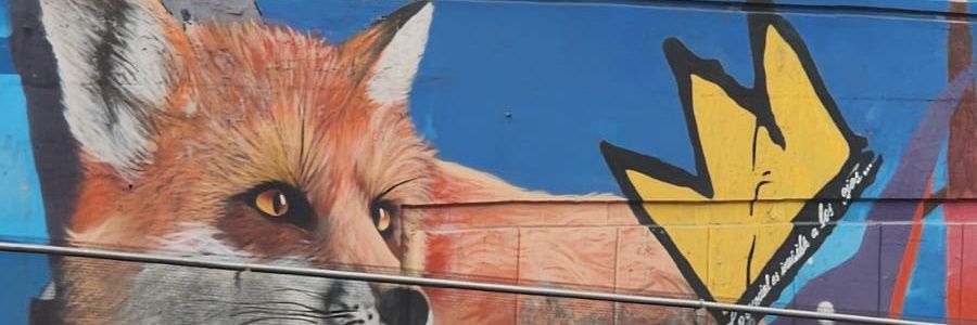 Mapache Verde banner