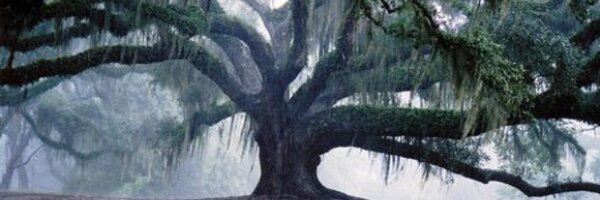 Bart_ Profile Banner