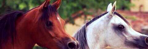almaghayuli's profile banner image