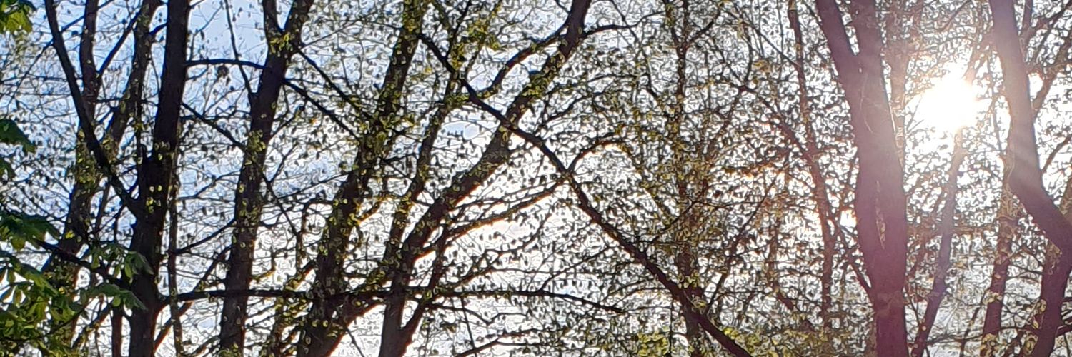 gracescenery's profile banner image