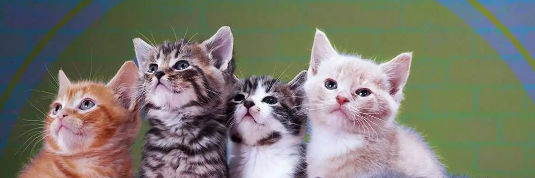 EchyZaschy's profile banner image