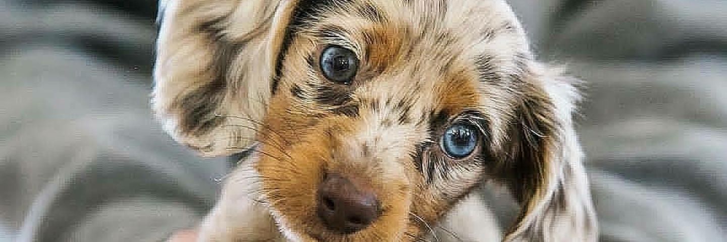 İnsan Kuyumcusu... banner