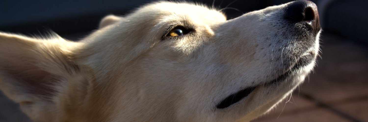 RobertoStew's profile banner image