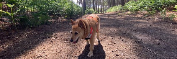 peter_pilgrim Profile Banner