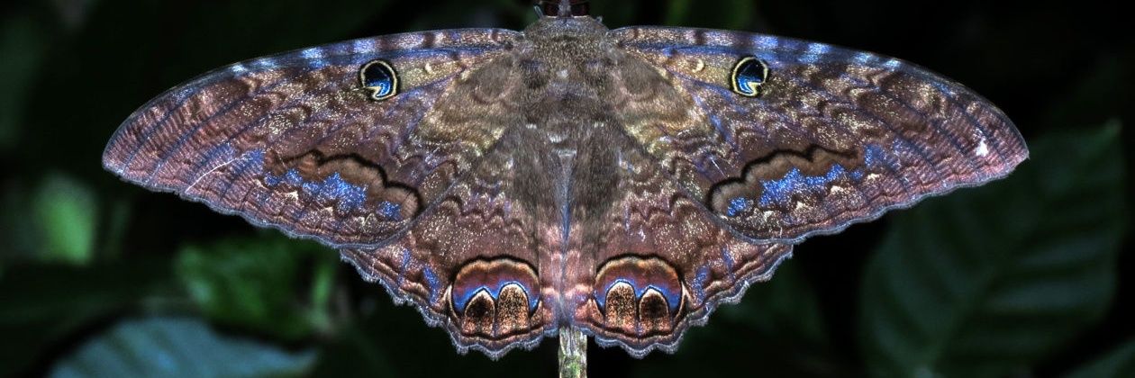 Mosquito banner