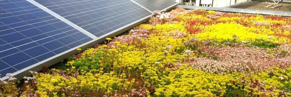 SolarSedum's profile banner image