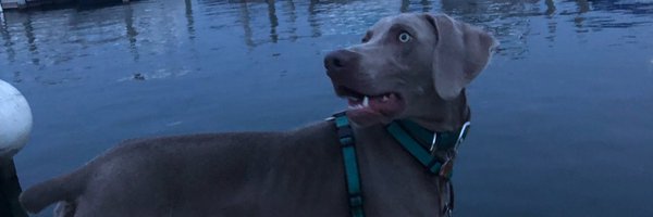 MilesTheWeimPup Profile Banner