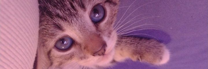 LCroba's profile banner image