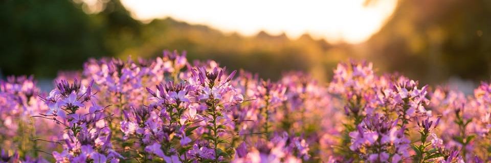 HospiceComCare's profile banner image