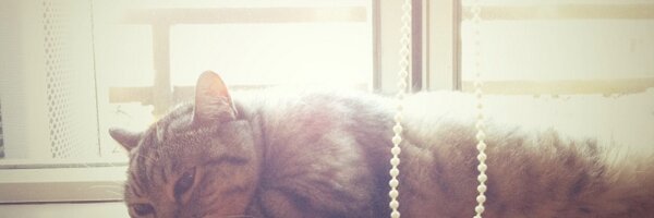 YevongC Profile Banner