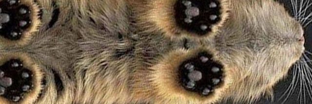 CatPawsAreBeans's profile banner image