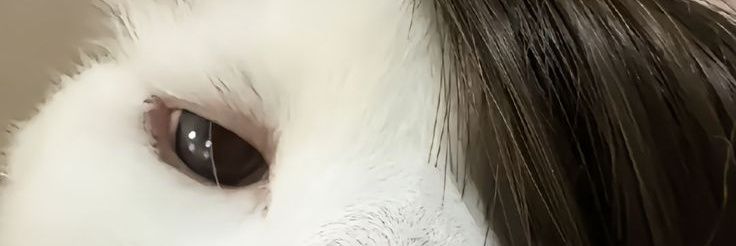 Vincit Amor Omnia banner