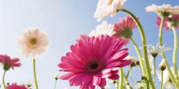 FlowerElis's profile banner image