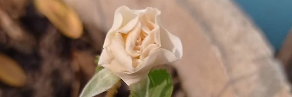 TheVicharak786 Profile Banner