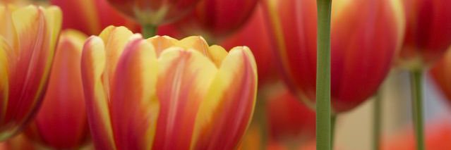cwiggins1129's profile banner image
