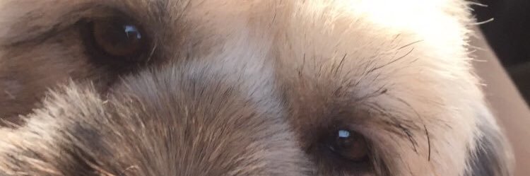 fluffymavs's profile banner image