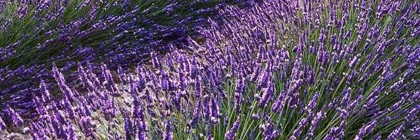 Alas_alViento Profile Banner
