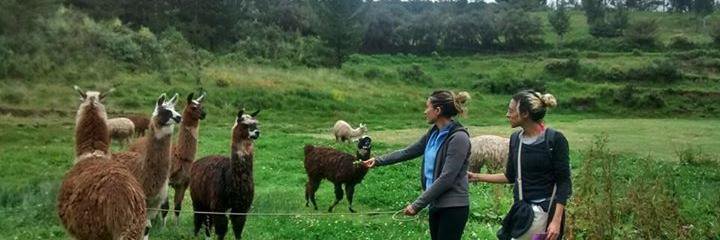 StormJewel Rainbow banner