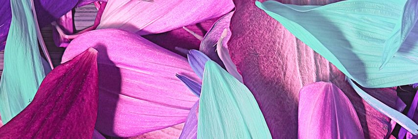 Shann__O's profile banner image
