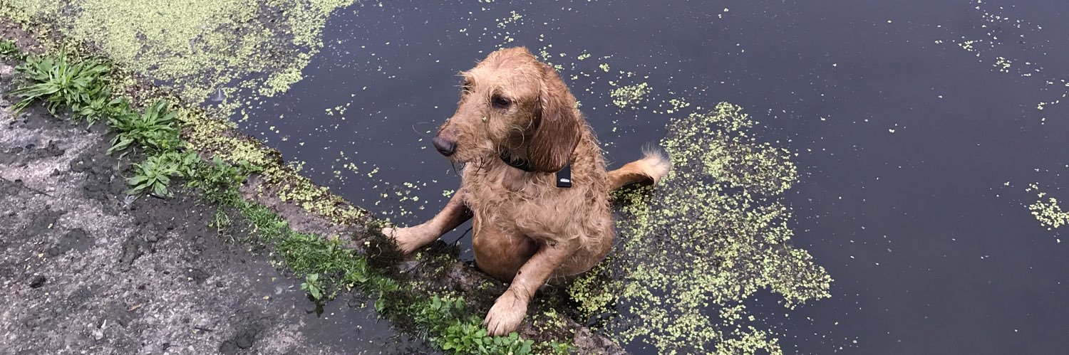 Patrick Watson banner