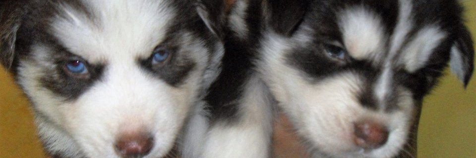 eulicervg72's profile banner image