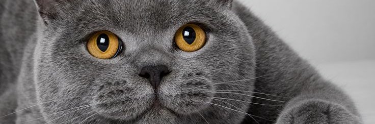 Joe "❤️ Memecoin" banner