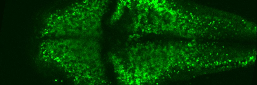 James Strother banner