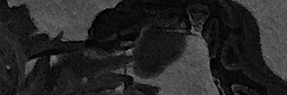 veronica_smith_'s profile banner image