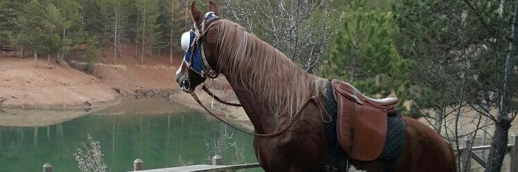 ~Nuran🌷 banner