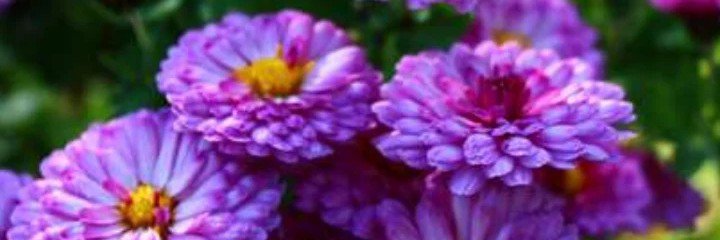 GozalanSevdanur's profile banner image