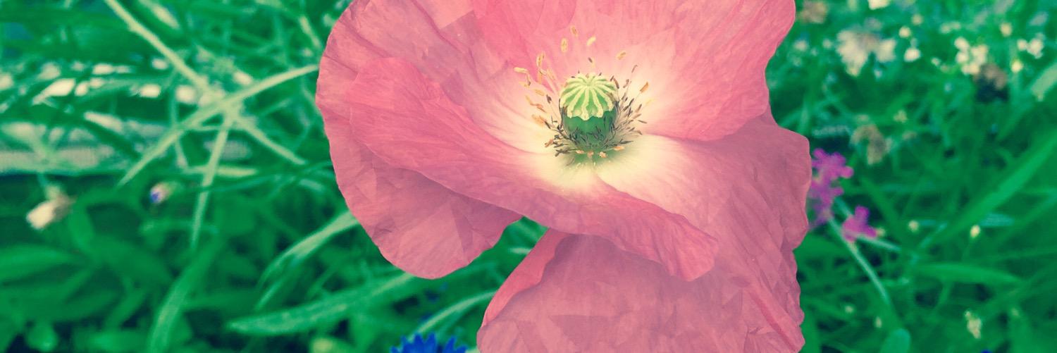 phiner1's profile banner image