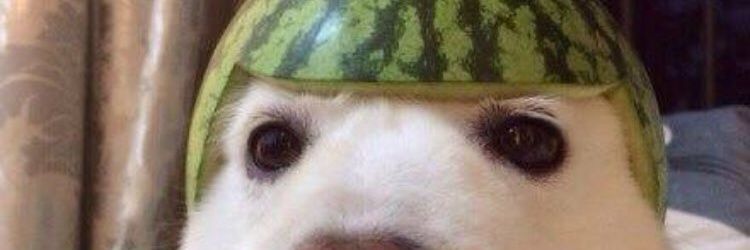 PhilemonRatte's profile banner image