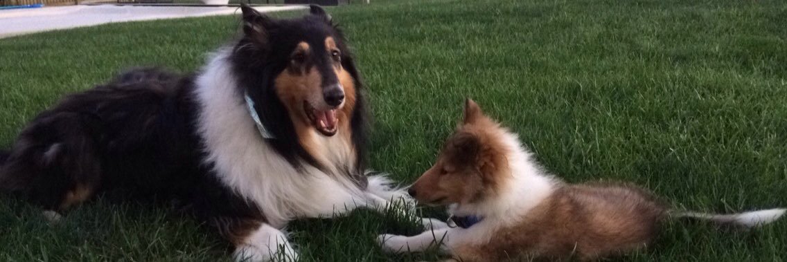 colliemother's profile banner image