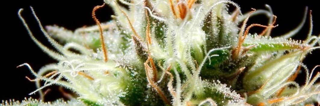 420Analytics's profile banner image