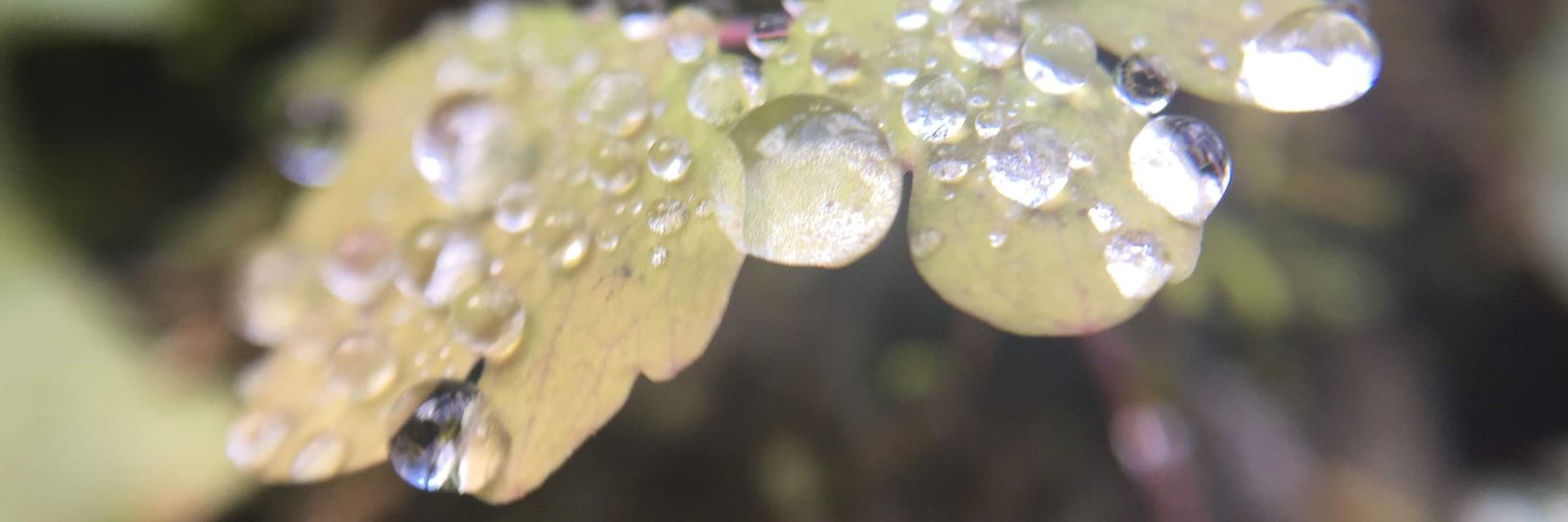 Katie L. Burke is also @klburke.bsky.social banner