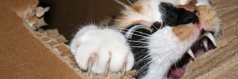 ابوسفیان آتیشپاره banner