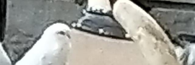 itsyodaaa's profile banner image