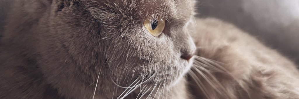 Gülenay Gündoğdu banner