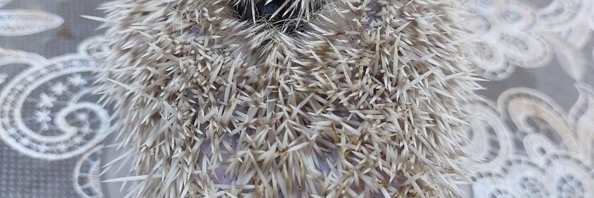 Autistically Audacious banner