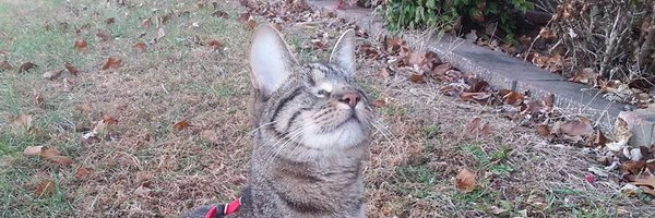 BlindPebbles Profile Banner