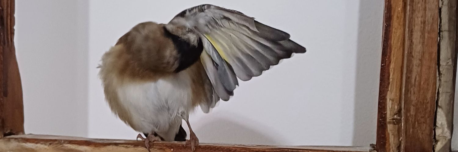walligeri's profile banner image
