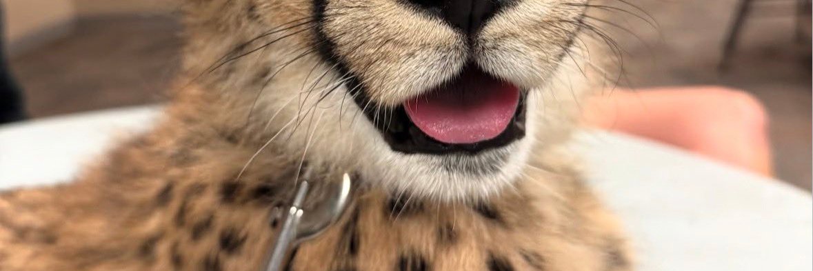 Chili snep mode banner