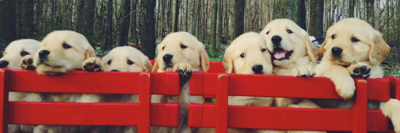 AmGoldens's profile banner image