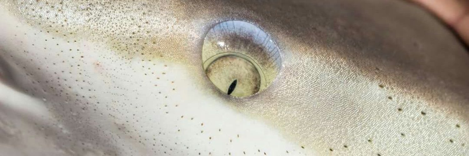 Eimear Manning 🌍 banner