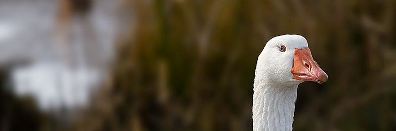 galean_daniel_'s profile banner image
