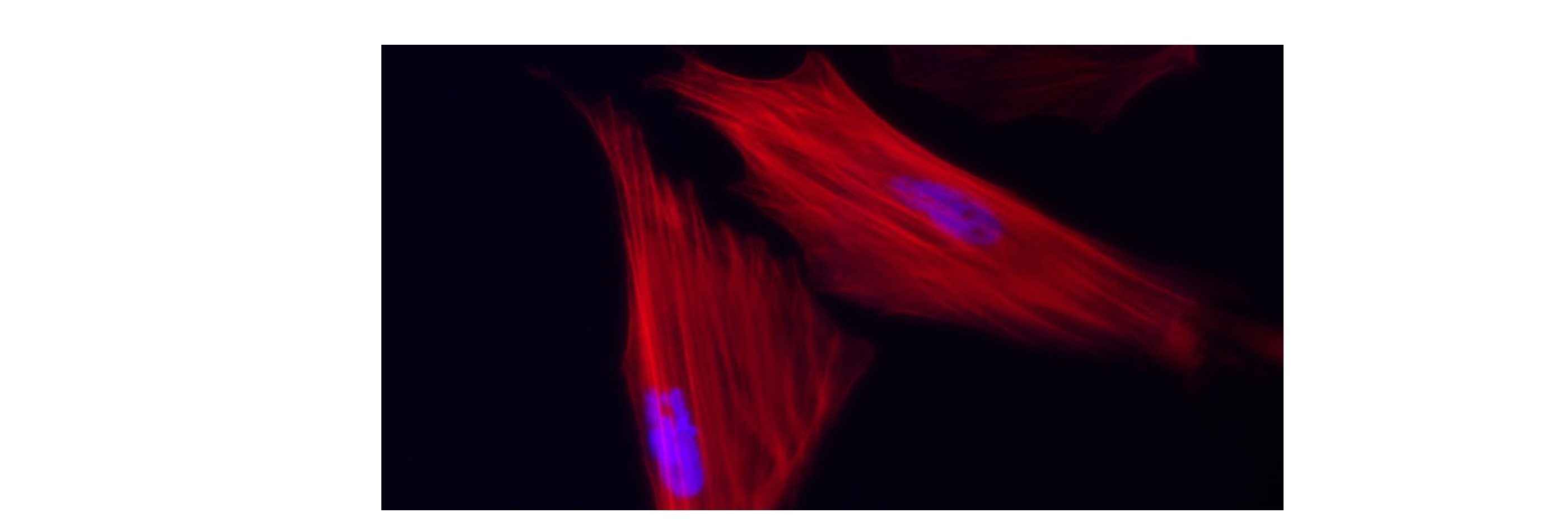 Shimoda Lab, EiC AJP-Lung banner