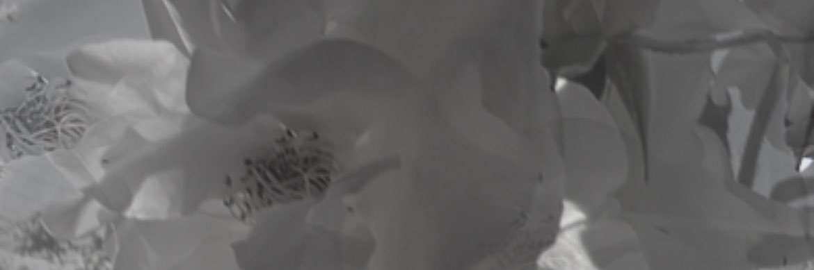 ScarlethSilva_'s profile banner image