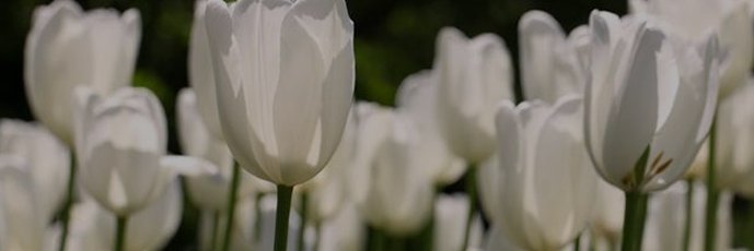 Funeral Directors Australia cover image