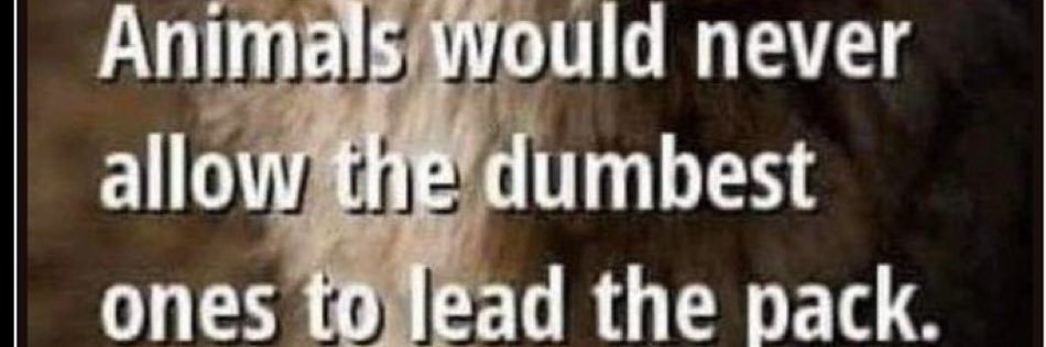 Papa was not a rolling stone banner