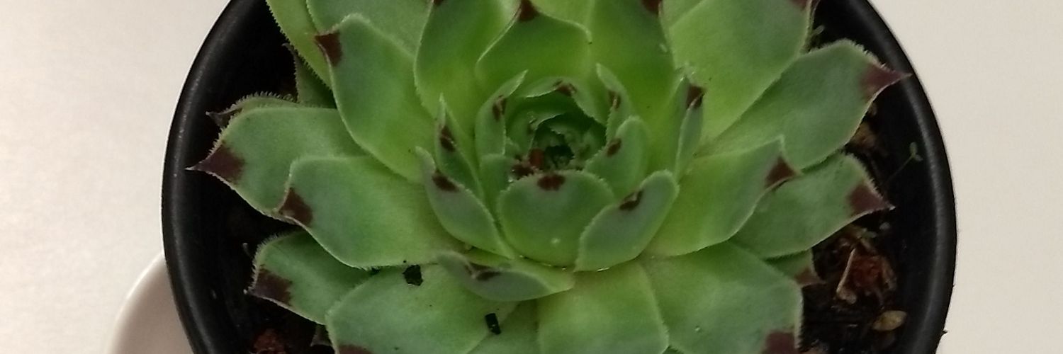 P_Zetina's profile banner image